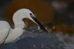 Kk ak balkl / Egretta garzetta / Little egret